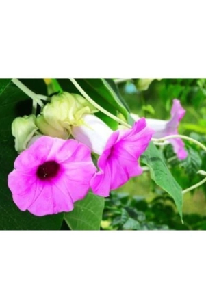 shop-360-garden-rare-argyreia-speciosa-vridhadaru-vidhara-vruddhadaru-woolly-morning-glory-elephant-creeper-ayurvedic-herbal-plant-seeds-for-growing-pack-of-20-seeds