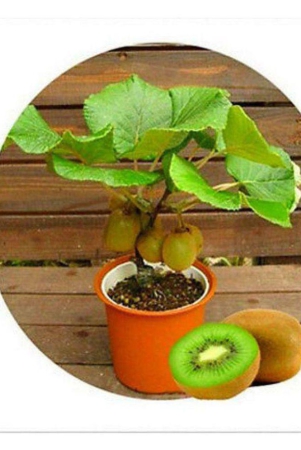 kiwi-fruit-seeds-mini-kiwi-fruit-seed-flower-dwarf-plants-for-home-garden-20-seeds