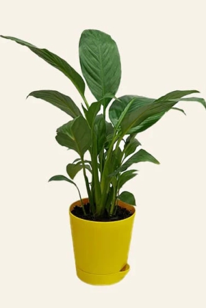 nsc-peace-lily-plant