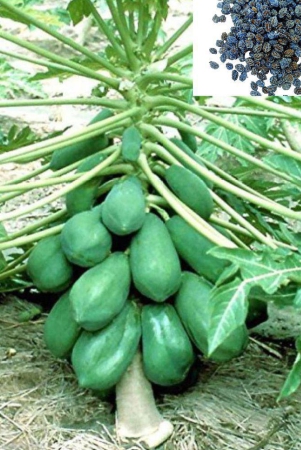 homeagro-papaya-fruit-50-seeds-