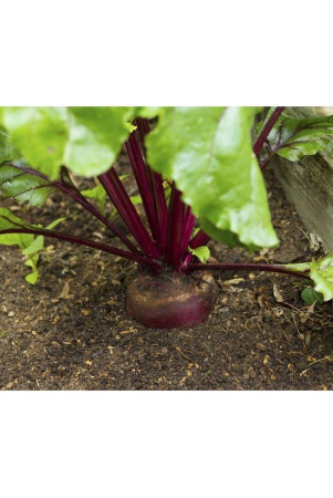 beetroot-50-seeds-high-germination-seeds-with-instruction-manual