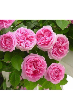 15-seeds-pink-climbing-rose-seeds-climber-pink-perennials-seeds