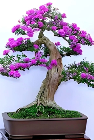 pink-bluebell-bonsai-plant