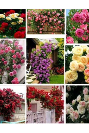 azalea-gardens-rose-flower-seeds-mixed-rose-20-seeds-pack-instruction-manual