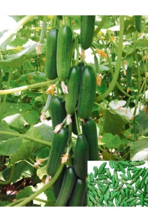 hn-organic-seed-cucumber-vegetable-50-seeds-