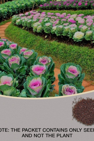 garden-ornamental-cabbage-kale-flower-seeds-pack-of-30-seeds