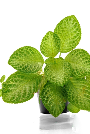 easy-to-grow-green-leafed-yellow-episcia-