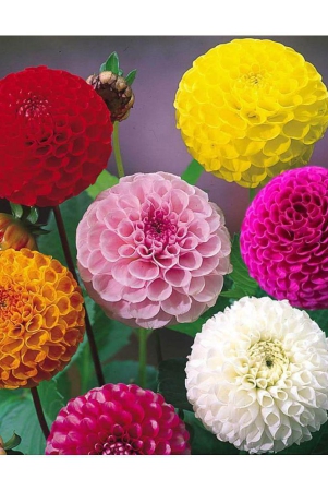 homeagro-dahlia-mixed-flower-25-seeds-