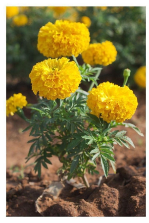 african-marigold-flower-seeds