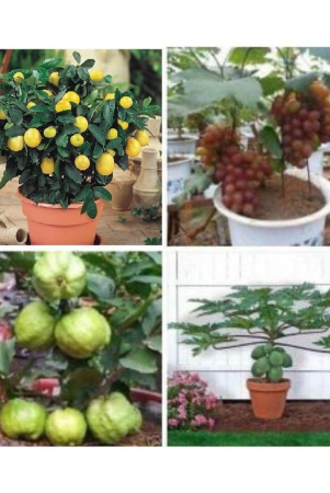 fruit-seeds-combo-5-5-seeds-of-each-one-20-seed-lemongrapespapayaguava-with-instruction-manual