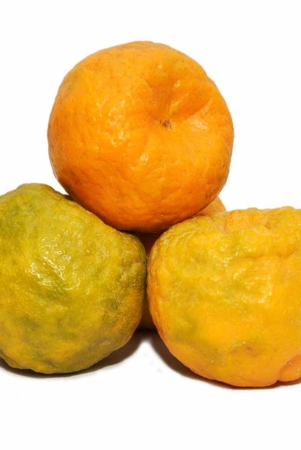 citrus-fruit-orange-nagpur-1-kg