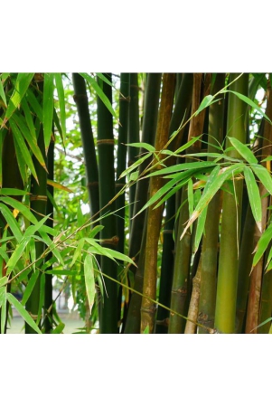 male-bamboo-seeds-calcutta-bamboo-solid-bamboo-for-home-garden-live-fencing-natural-shadow-prevent-air-pollution-plant-seed-pack-50-seeds