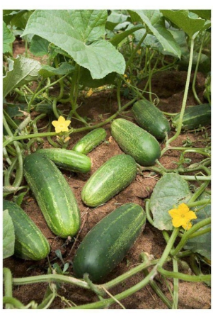 cucumber-seeds-by-jubilant