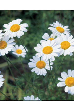 chrysanthemum-opera-white-mix-german-breed-30-seeds