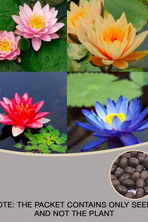 agrey-4-colours-mixed-lotus-flower-seeds-pack-of-10