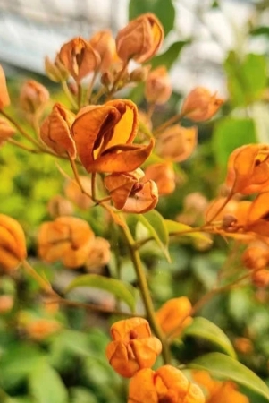 yellow-tanglong-grafted-bougainvillea-flower-plant