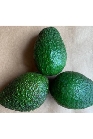 avocado-imported-1-pc