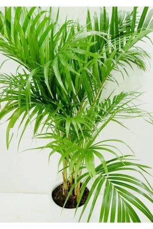 seeds-zone-areca-palm-10-seeds-pack