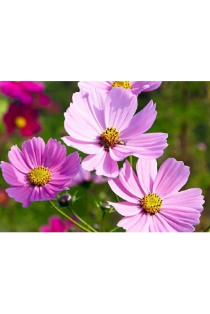 homeagro-cosmos-mixed-flower-20-seeds-