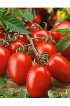 tomato-vegetables-seeds-pack-of-50-hybrid-seeds