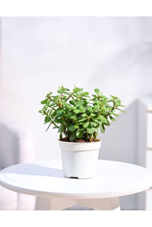 ugaoo-jade-plant-with-white-grow-pot
