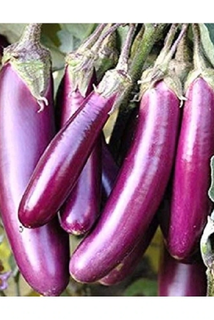 brinjal-purple-long-f-1-hybrid-seeds-for-high-germination-vegetables-seeds-pack-of-50