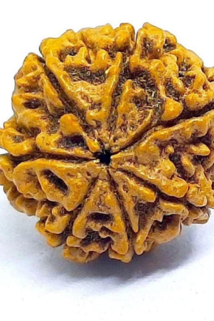 dvr-click-7-mukhi-rudraksha-bead-pack-of-1-