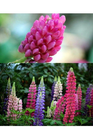 premium-lupin-flower-mix-color-20-seeds-pack-with-manual