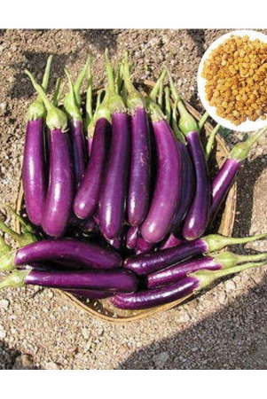 brinjal-purple-long-baingan-100-seeds-high-germination-seeds-with-instruction-manual