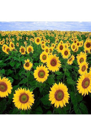 classic-green-earth-sunflower-flower-15-seeds-