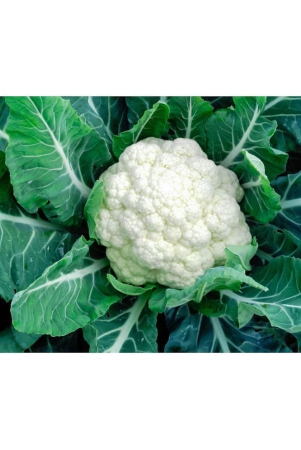 cauliflower-phoolgobhi-100-seeds-high-germination-seeds-with-instruction-manual