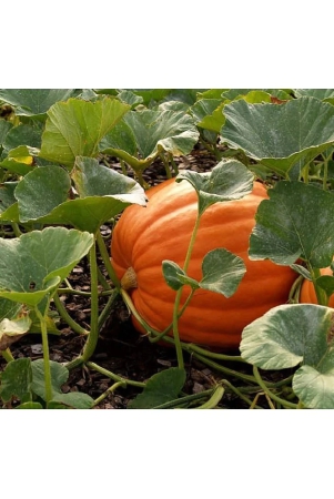 big-max-pumpkin-organic-best-quality-hybrid-seeds