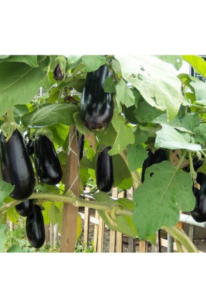 brinjal-purple-round-baingan-100-seeds-high-germination-seeds-with-instruction-manual