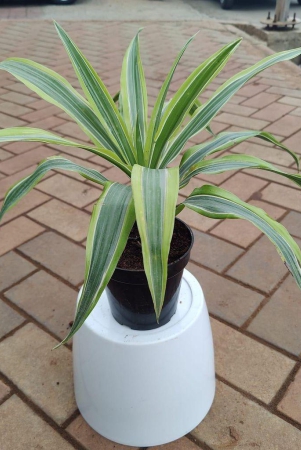 dracaena-green-variegated-in-5-inch-plastic-pot