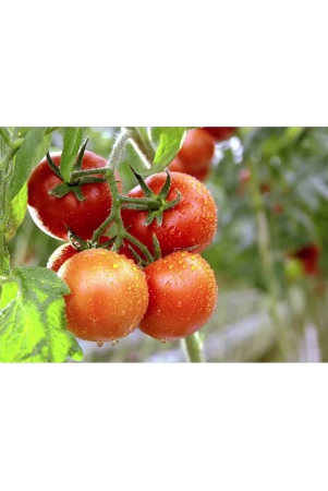 homeagro-tomato-vegetable-100-seeds-