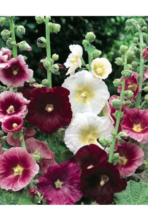 mix-color-premium-hollyhock-flower-30-seeds-pack-more-than-5-color-plant-seeds-with-free-gift-coco-peat-and-user-manual-for-home-gardening