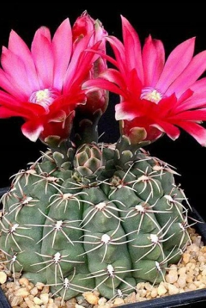 gymnocalycium-baldianum-flower-cactus-seeds-set-of-10-seeds