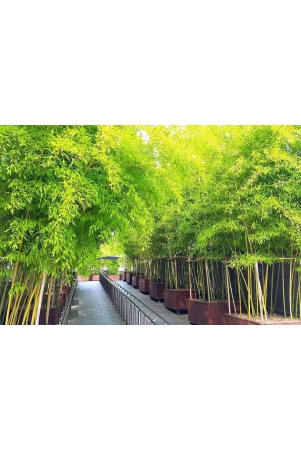 homeagro-bamboo-bonsai-plant-20-seeds-