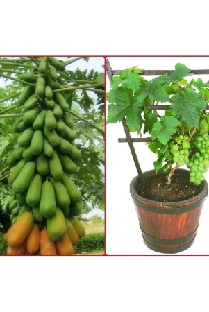 homeagro-combo-of-papaya-f1-hybrid-fruit-50-seed-and-grapes-fruit-20-seeds-