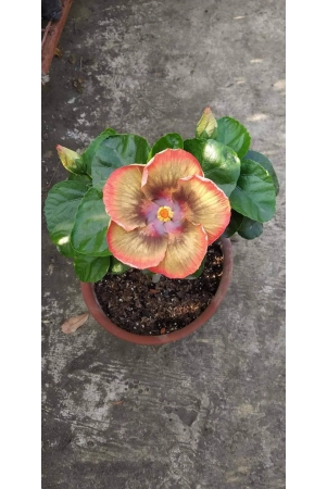 austrelian-hibiscus-plant-for-home-gardening