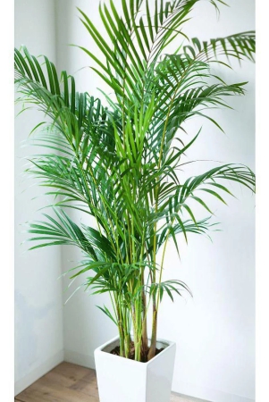 homeagro-areca-palm-plant-5-seeds-