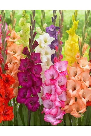 gladiolus-bulbs-3-bulbs-seed-3-per-packet