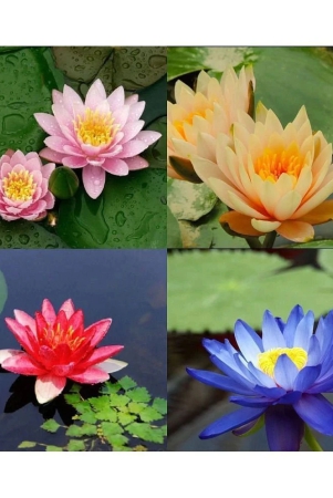 lotus-flower-seeds-10-seed