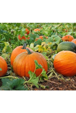 Organic Pumpkin Seeds ( 40 Seeds)