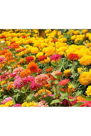 homeagro-cosmos-mixed-flower-20-seeds-