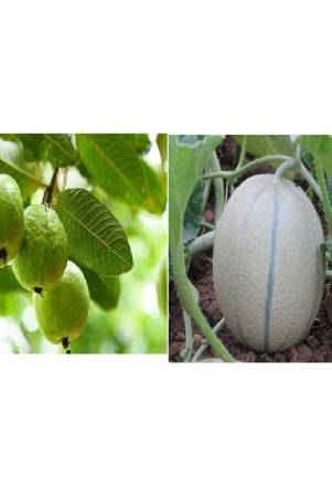 pack-of-2-fruits-seeds-guava-muskmelon