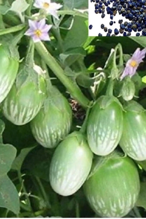 homeagro-brinjal-vegetable-50-seeds-