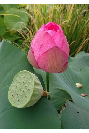 lotus-flower-seeds