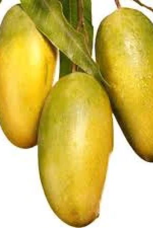 dasheri-mango-fruit-plant-grafted