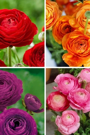 ranunculus-mix-color-flower-bulb